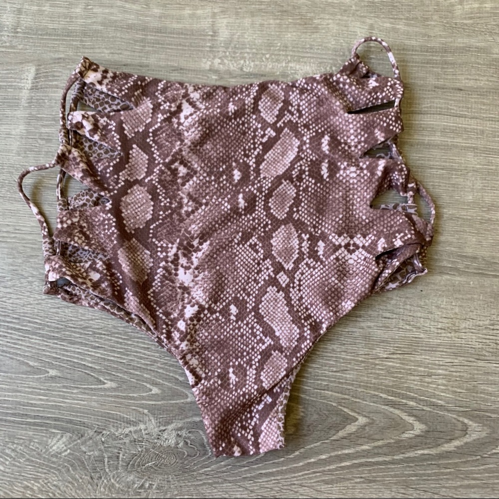 Acacia Queens python in Large